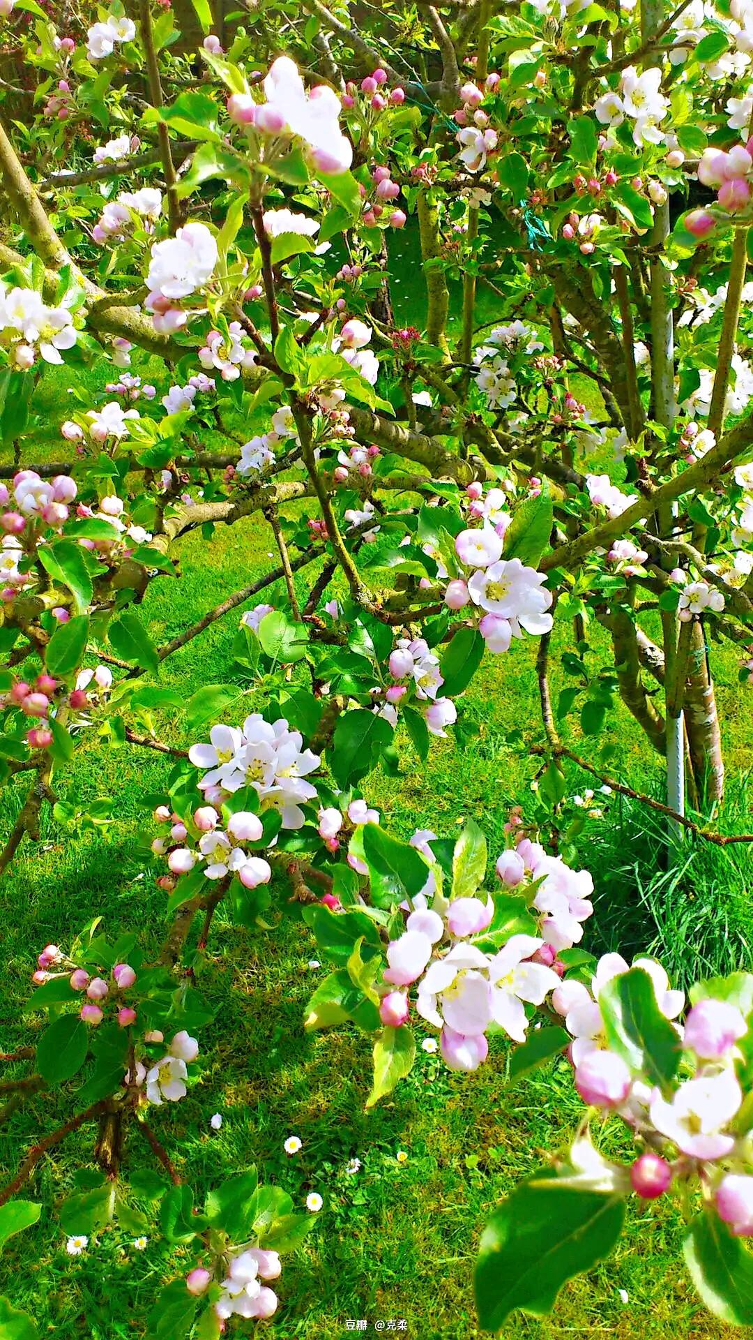 苹果更新系统_苹果双系统如何切换系统_苹果系统使用