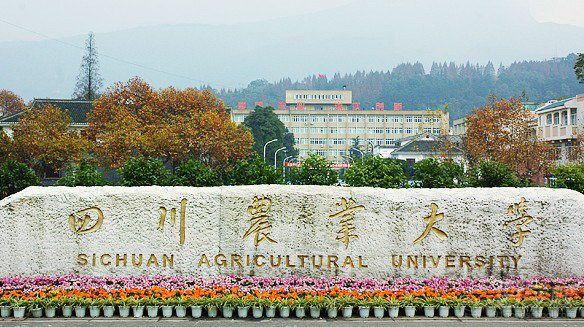 重庆大学软件学院研究生招生_重庆大学软件工程专硕_重庆大学软件工程硕士自主招生