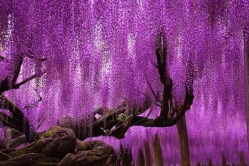 电视电话会议概念_电视电话会议系统组成_电视电话会议种类有哪几类