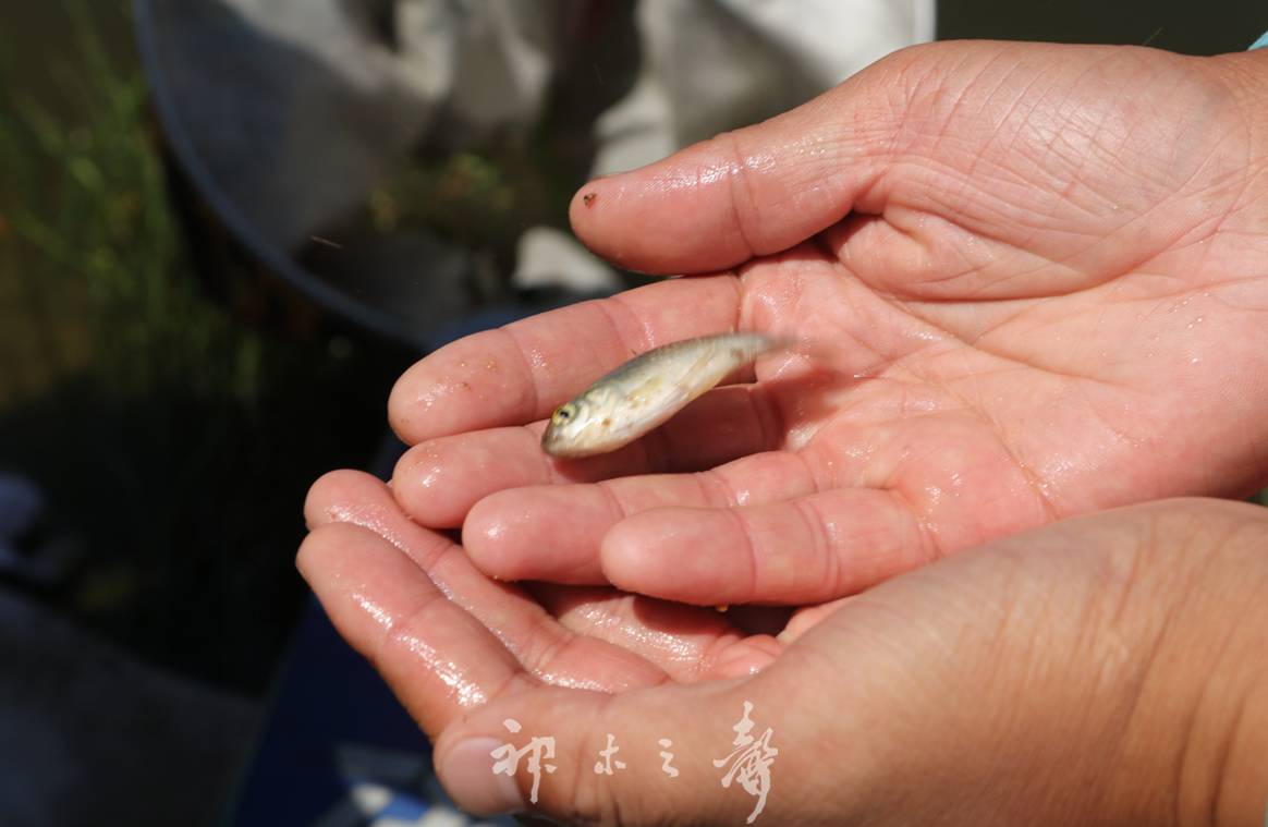 探鱼器使用视频_探鱼器视频线怎么接_视频探鱼器有用吗