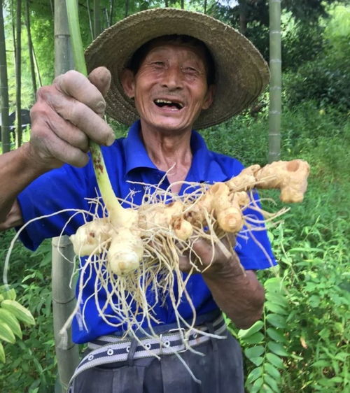 青草视频黄